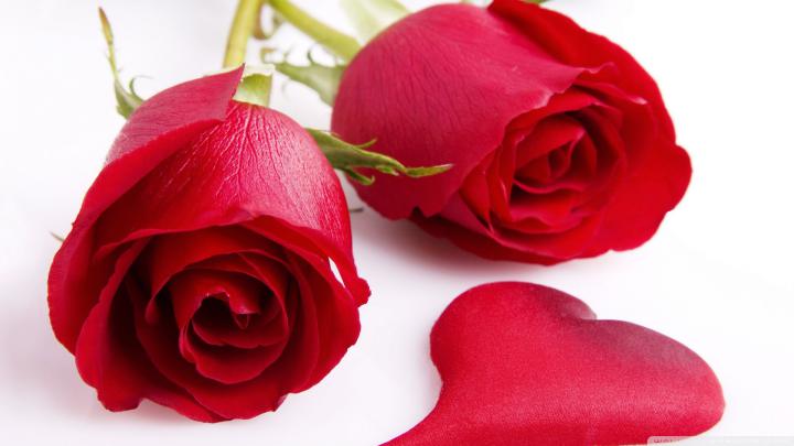 Rose wallpaper | 1920x1080 | #38217
