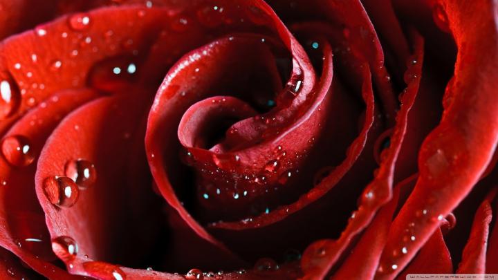 Rose wallpaper | 1920x1080 | #38209