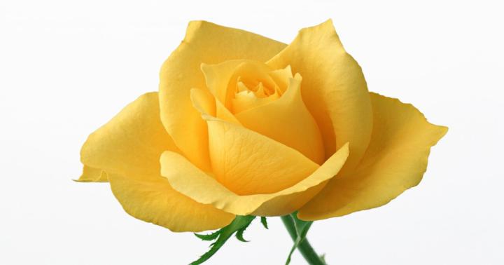 A Yellow Rose Wallpaper. (1920x1080)