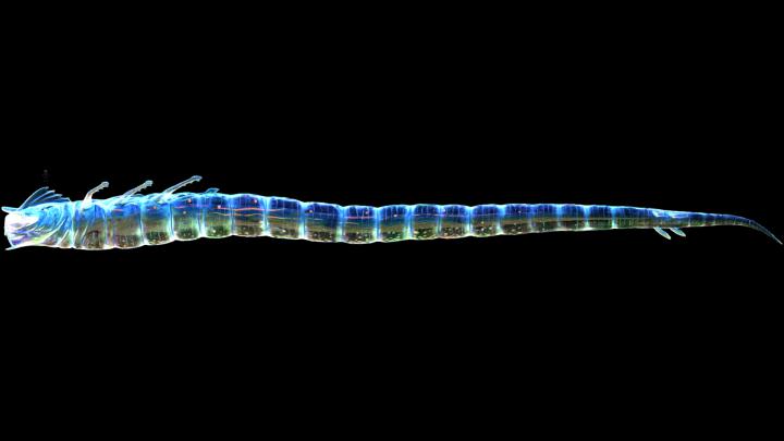 Ghost Leviathan Wallpapers - Top Free Ghost Leviathan Backgrounds 