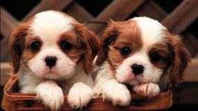 Puppy Wallpaper 1920x1080