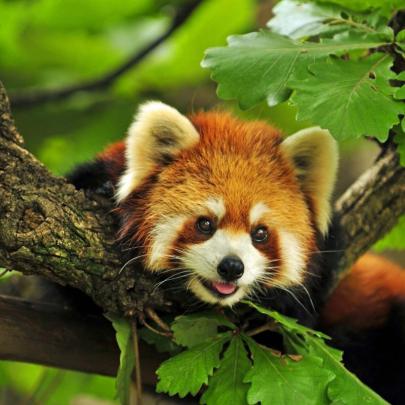 10 Top Red Panda Wallpaper 1920X1080 FULL HD 1920\u00d71080 For PC 