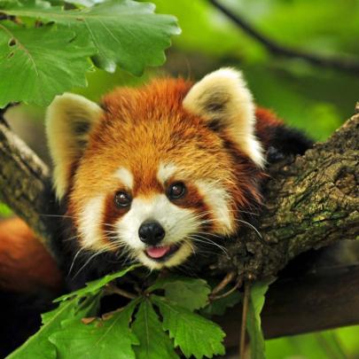 10 Top Red Panda Wallpaper 1920X1080 FULL HD 1920\u00d71080 For PC Background