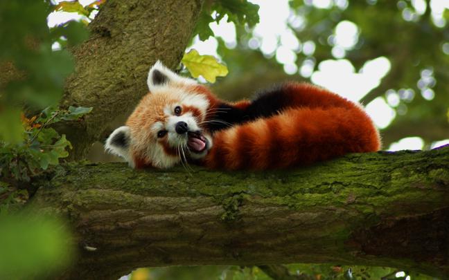 10 Latest Red Panda Wallpaper 1920X1080 FULL HD 1920\u00d71080 For PC 