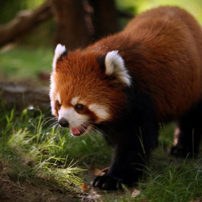 10 Top Red Panda Wallpaper 1920X1080 FULL HD 1920\u00d71080 For PC 