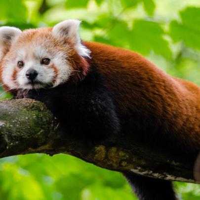 10 Top Red Panda Wallpaper 1920X1080 FULL HD 1920\u00d71080 For PC 
