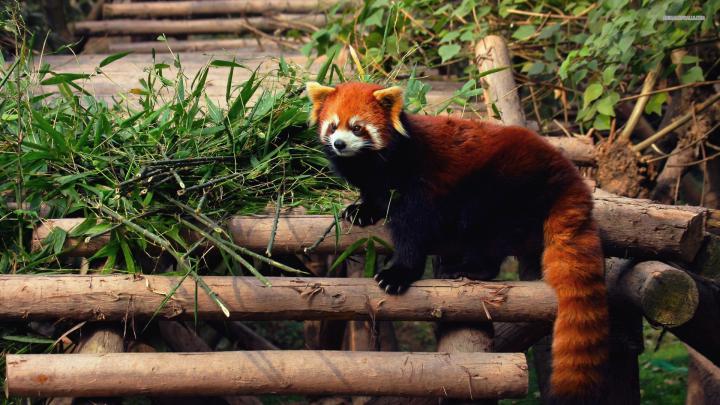 Red Panda Wallpapers (79+ background pictures)