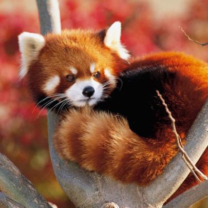 10 Top Red Panda Wallpaper 1920X1080 FULL HD 1920\u00d71080 For PC 