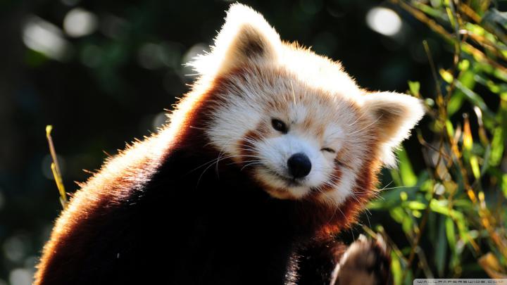 Red Panda wallpaper | 1920x1080 | #46601