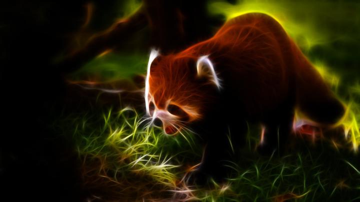 Baby Red Panda Wallpaper -