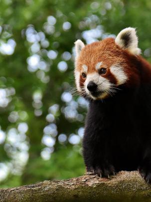 Red Panda [1920 x 1228] : wallpapers