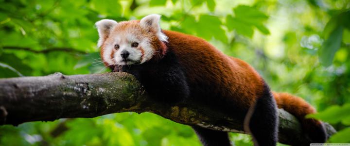 10 Top Red Panda Wallpaper 1920X1080 FULL HD 1920\u00d71080 For PC Background