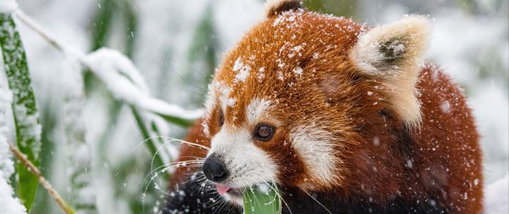 Red Panda Wallpapers - 4k, HD Red Panda Backgrounds on WallpaperBat