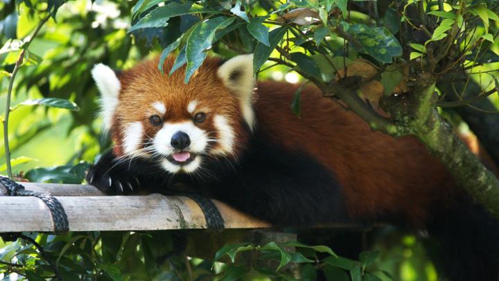 Red Panda Wallpapers - 4k, HD Red Panda Backgrounds on WallpaperBat