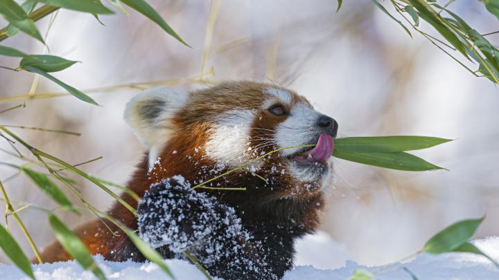 Red panda wallpaper | AllWallpaper.in #9600 | PC | en