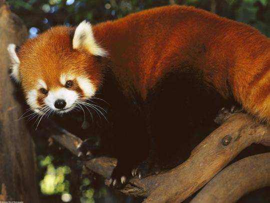 Free download Fluffy Red Panda Wallpaper wallpaperwallpapersfree 