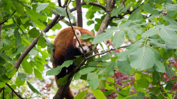 Red Panda Cute Wallpapers - Top Free Red Panda Cute Backgrounds 