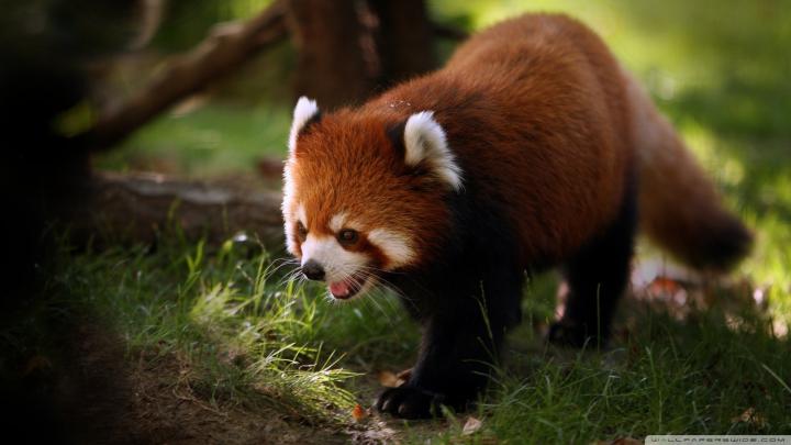 10 Latest Red Panda Wallpaper 1920X1080 FULL HD 1920\u00d71080 For PC 