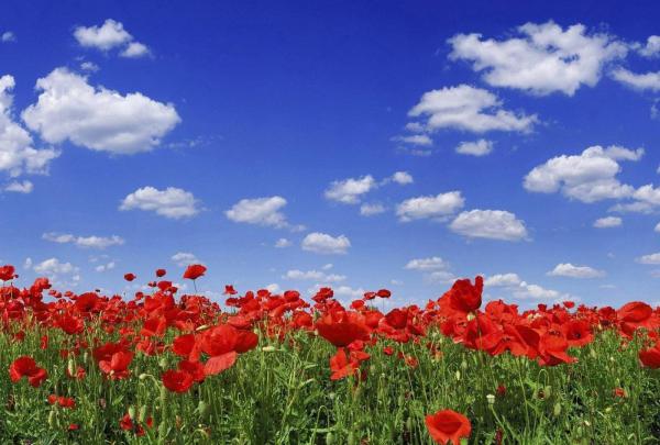Poppy Flower Computer Wallpapers - Top Free Poppy Flower Computer 
