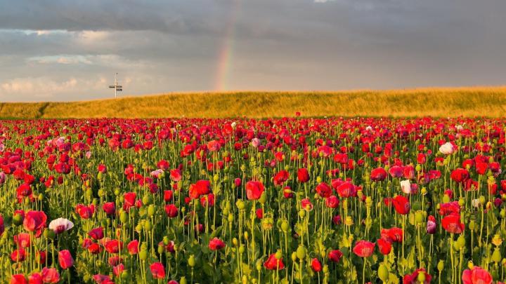 Field of Poppies Wallpaper (50+ images)