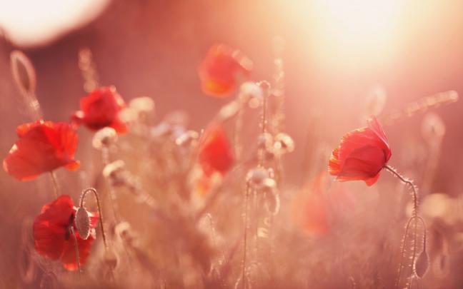 Poppy Flower Computer Wallpapers - Top Free Poppy Flower Computer 