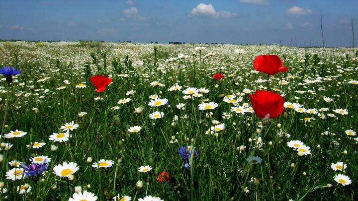 Field of Poppies Wallpaper (50+ images)