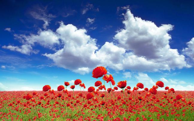Poppy Flower Computer Wallpapers - Top Free Poppy Flower Computer 