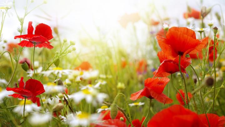Poppy Flower Computer Wallpapers - Top Free Poppy Flower Computer 