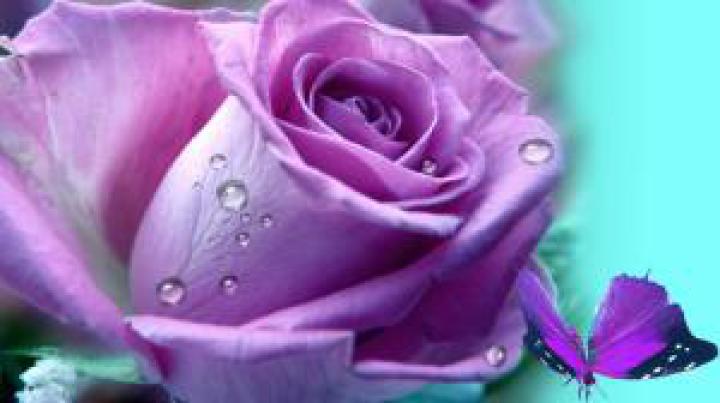 Roses Butterflies Pink wallpaper | nature and landscape | Wallpaper Better