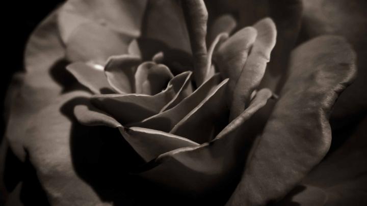 Black Rose Macro Mac Wallpaper Download | AllMacWallpaper