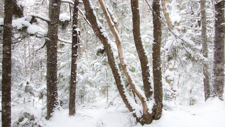 hd nature winter wallpaper backgrounds 1920x1080