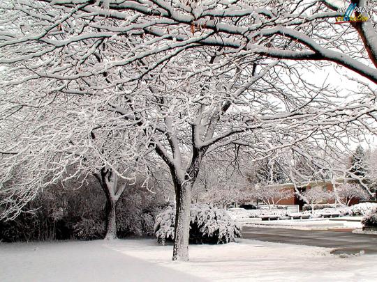 Free Winter Wallpaper and Screensavers -