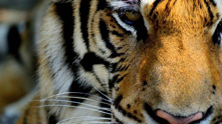 4k Tiger Wallpapers | Ultra HD Backgrounds - Great Love Art