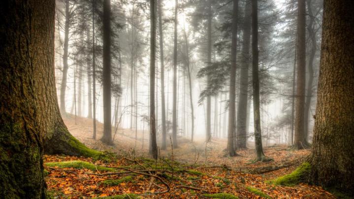 Foggy forest wallpaper - backiee