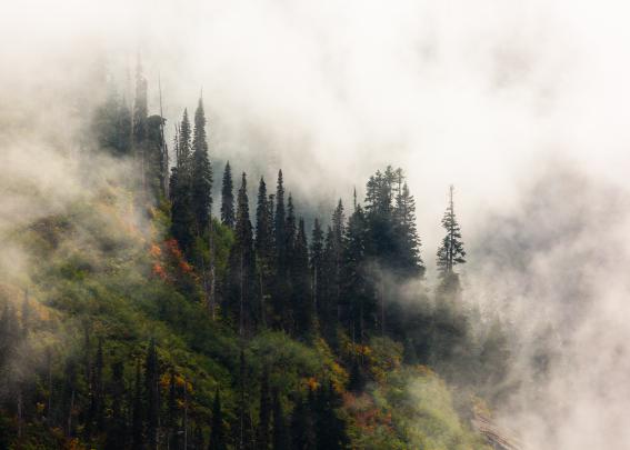 Ultra Hd 4k Foggy Forest Wallpaper 4k - 5376x3840 - Download HD 