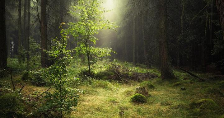 Forest Wallpaper 4k