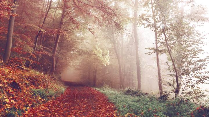 Foggy Forest Wallpaper 4K Background | HD Wallpaper Background