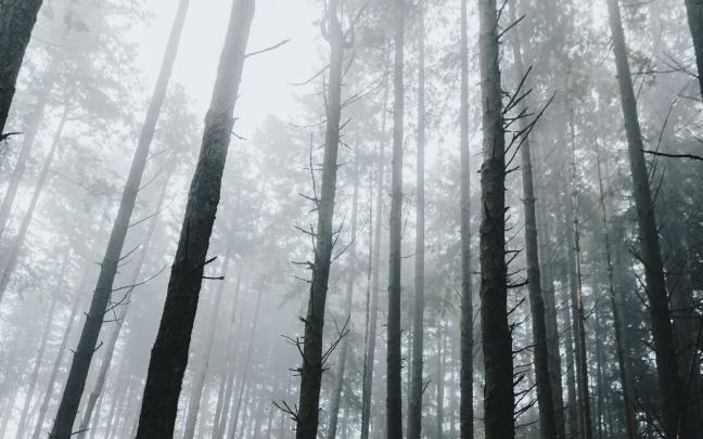 Dark Forest Wallpaper 4k - 3840x2400 Wallpaper - teahub.io