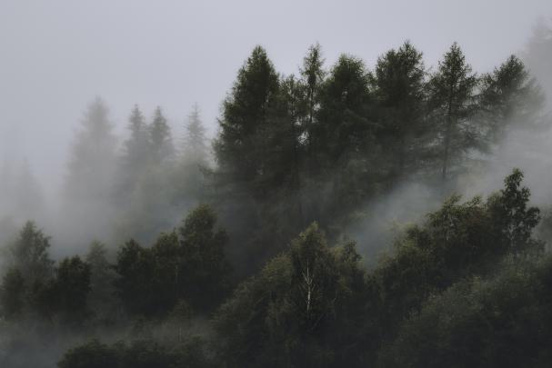 Photo of Foggy Forest \u00b7 Free Stock Photo