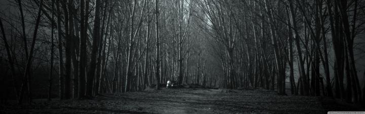 Forest Wallpaper 4k Mt4 - Nature Wallpaper