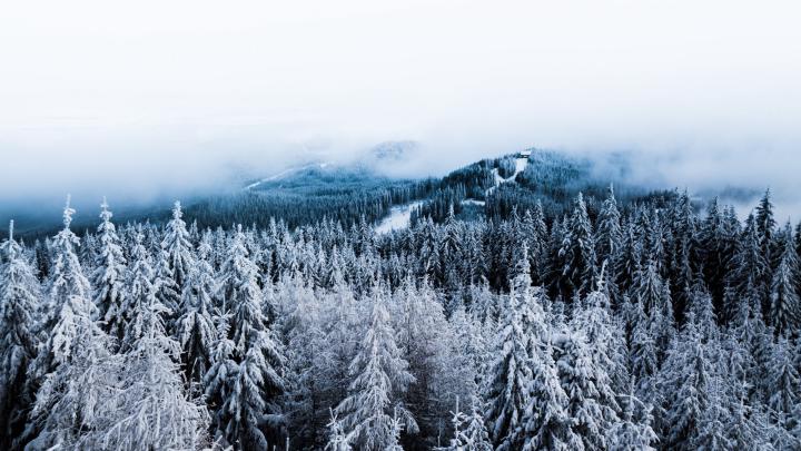 21+ Winter Forest Wallpaper 4k