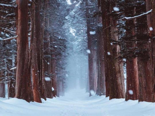 26+ Snowy Forest Winter Forest Wallpaper 4k - Venera Wallpaper