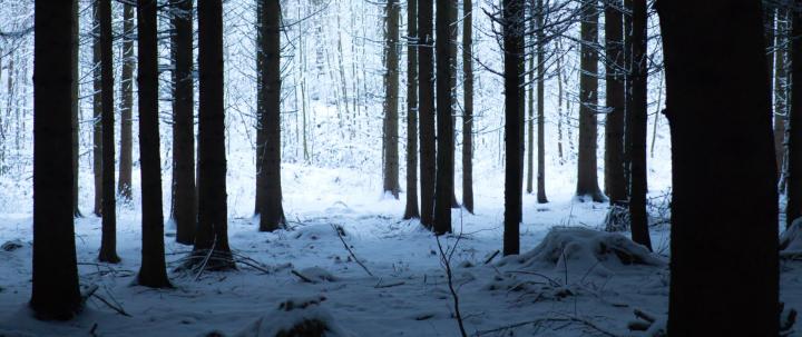 21+ Winter Forest Wallpaper 4k