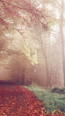 Foggy Forest Wallpaper 4K Background | HD Wallpaper Background