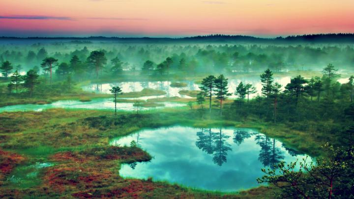 Forest Wallpaper 4k Nqt - Nature Wallpaper