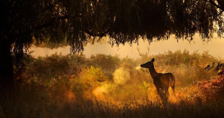 deer animal in forest wallpaper 4k ultra hd wallpaper \u00bb High quality walls