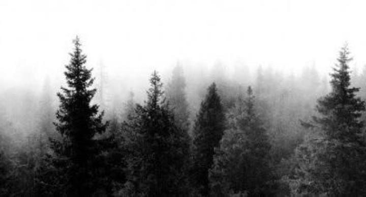 Black And White Forest Wallpaper 4k - Mural Wall