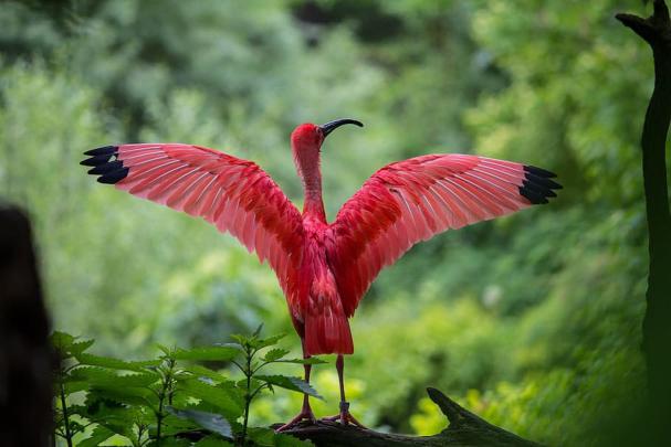 Forest Wallpaper 4k Ibis - Nature Wallpaper