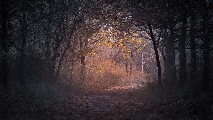 Dark Forest Wallpaper 4k