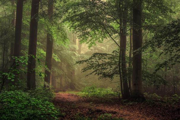 Forest Wallpaper 4k